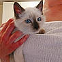 kitten, cat, siamese_cat, blue_eyes, pet, animal, indoor, person, hand, holding, white_clothing, close_up, fur, cute, domestic_animal, mammal, young, face, whiskers, gentle