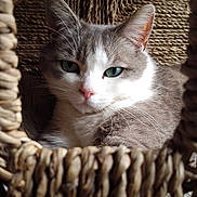 Jao participe au concours pour gagner de l'argent avec cette photo : cat, feline, pet, animal, basket, woven, texture, fur, green_eyes, close_up, portrait, relaxed, indoor, cozy, whiskers, pink_nose, curious, resting, domestic_cat, cute