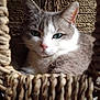 cat, feline, pet, animal, basket, woven, texture, fur, green_eyes, close_up, portrait, relaxed, indoor, cozy, whiskers, pink_nose, curious, resting, domestic_cat, cute