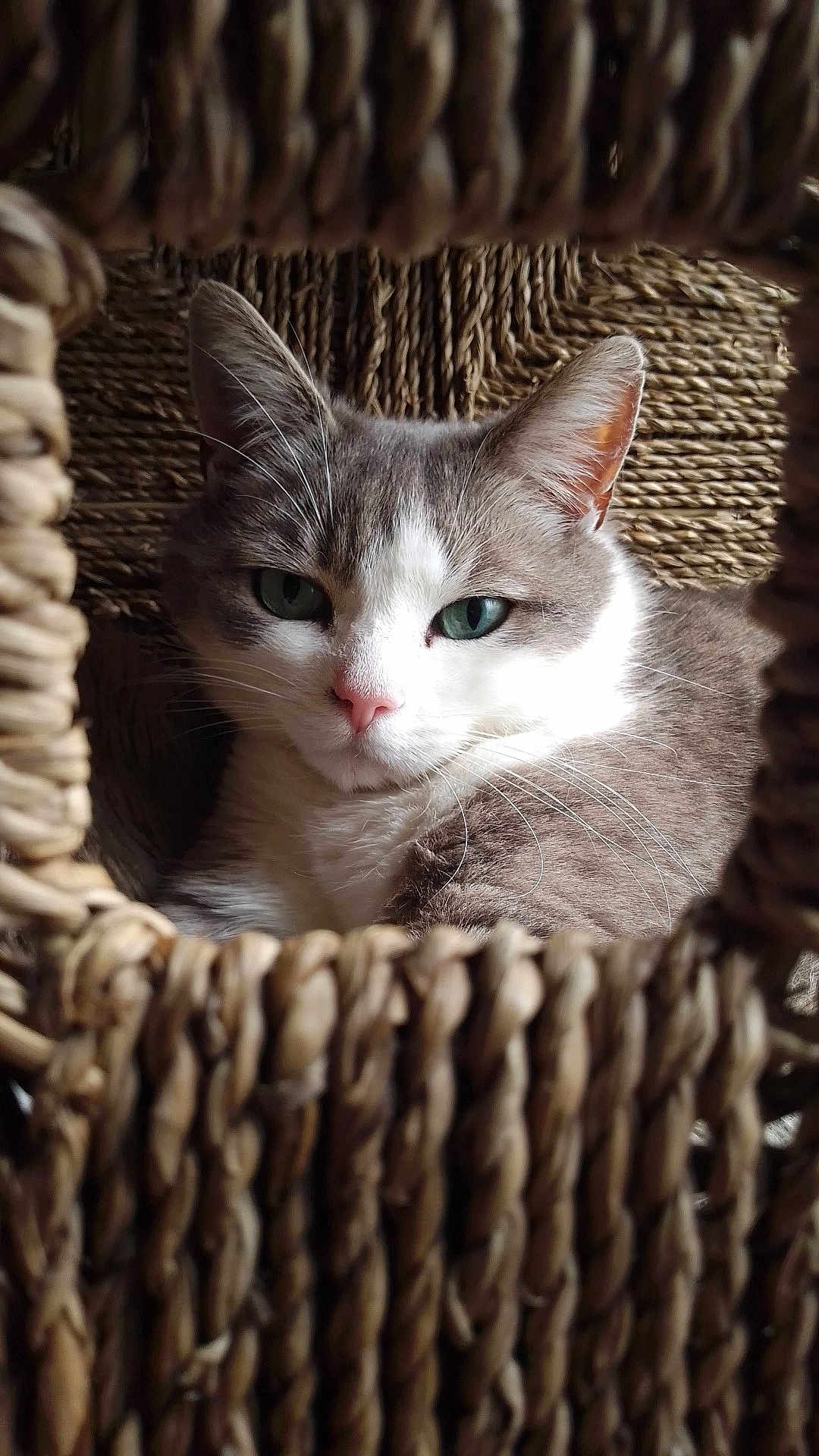 Jao participe au concours pour gagner de l'argent avec cette photo : cat, feline, pet, animal, basket, woven, texture, fur, green_eyes, close_up, portrait, relaxed, indoor, cozy, whiskers, pink_nose, curious, resting, domestic_cat, cute
