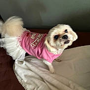 Baby is registered to the contest to win money with this photo: dog, small_dog, pet, clothing, dress, tutu, pink, bed, blanket, indoor, portrait, looking_up, cute, furry, companion, paw, tail, muzzle, eyes, playful