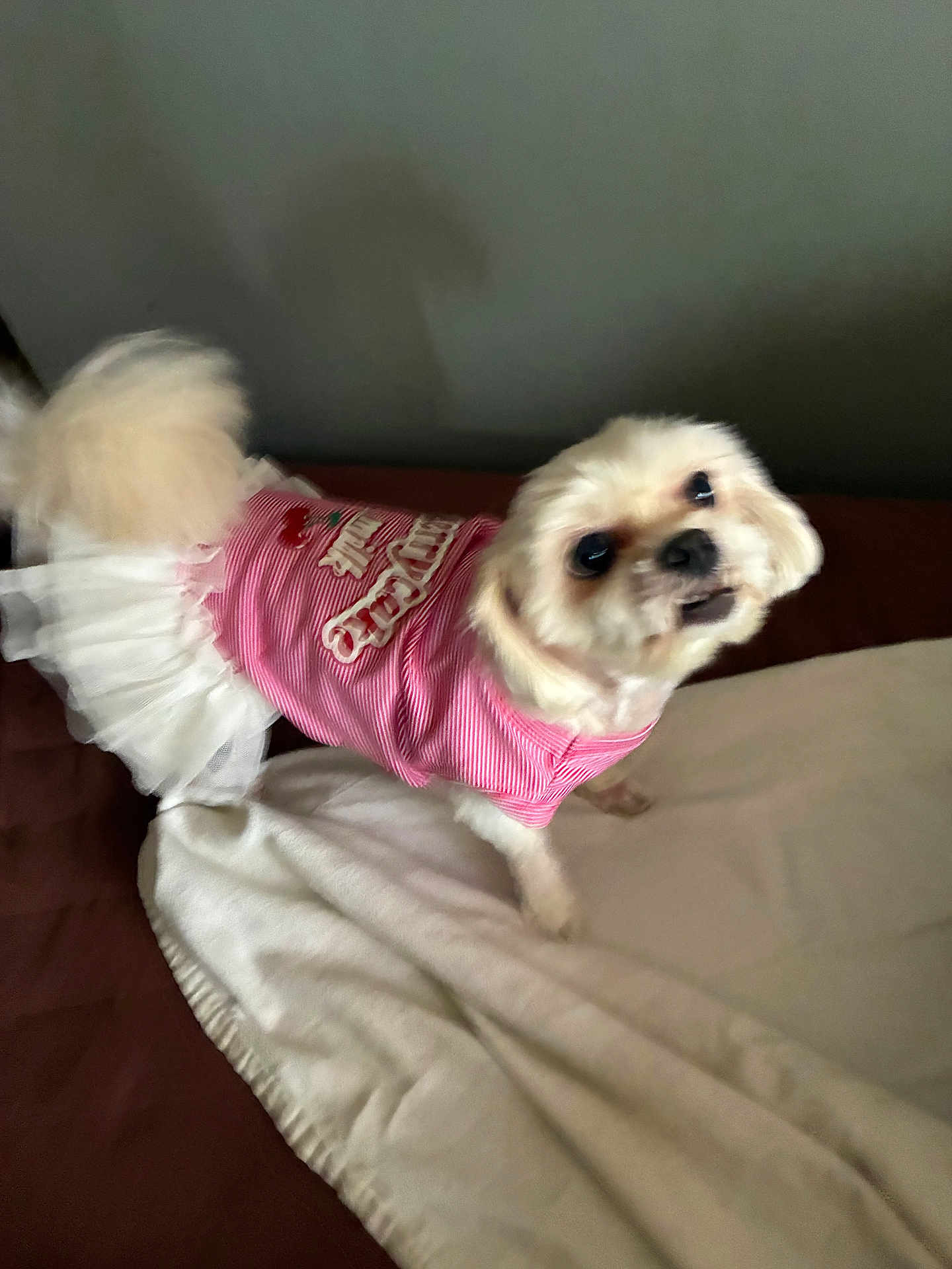 Baby is registered to the contest to win money with this photo: dog, small_dog, pet, clothing, dress, tutu, pink, bed, blanket, indoor, portrait, looking_up, cute, furry, companion, paw, tail, muzzle, eyes, playful