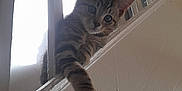 Theo is registered to the contest to win money with this photo: cat, kitten, tabby, paw, railing, indoor, curious, pet, animal, feline, whiskers, ears, face, looking, home, wall, light, shadow, closeup, cute