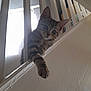 cat, kitten, tabby, paw, railing, indoor, curious, pet, animal, feline, whiskers, ears, face, looking, home, wall, light, shadow, closeup, cute