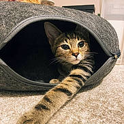Theo joined the competition — help win amazing prizes! animal, background, carpet, cat, closeup, cozy, curious, cute, domestic, ears, feline, gray, indoor, kitten, paw, pet, soft_lighting, stretching, tabby, tunnel_bed