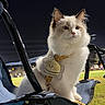 cat, fluffy, white, brown_markings, chair, harness, bee_toy, night, outdoor, grass, pet, animal, cute, sitting, looking_away, closeup, soft_lighting, folding_chair, leash, background_lights