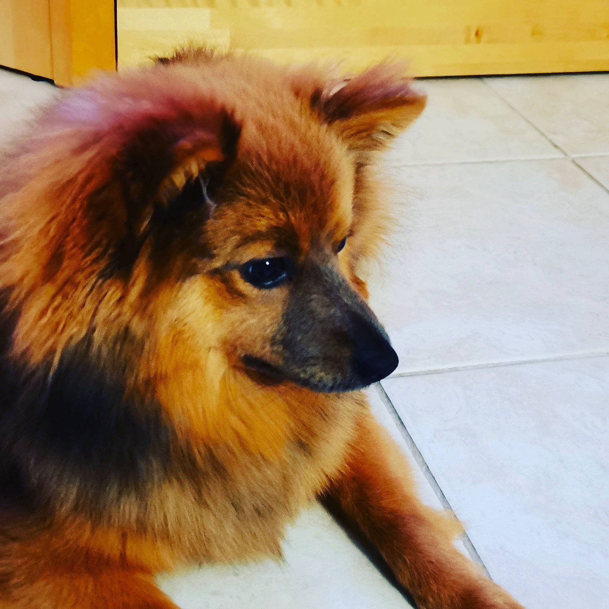 Ruby participe au concours pour gagner de l'argent avec cette photo : ancient_dog_breeds, canidae, carnivore, companion_dog, dog, dog_breed, fawn, fur, german_spitz, german_spitz_klein, german_spitz_mittel, liver, non_sporting_group, snout, spitz, sporting_group, tile_flooring, whiskers, working_animal, working_dog