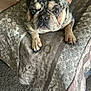 dog, french_bulldog, pet, bed, blanket, fur, ears, eyes, paw, indoor, carpet, cute, animal, looking_up, resting, snout, companion, domestic_animal, portrait, small_dog