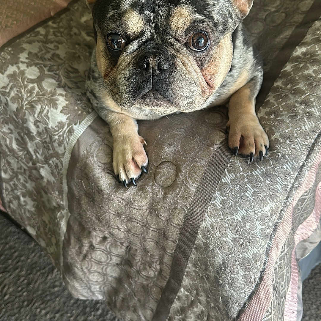Oreo Hebert is registered to the contest to win money with this photo: animal, bed, blanket, carpet, companion, cute, dog, domestic_animal, ears, eyes, french_bulldog, fur, indoor, looking_up, paw, pet, portrait, resting, small_dog, snout
