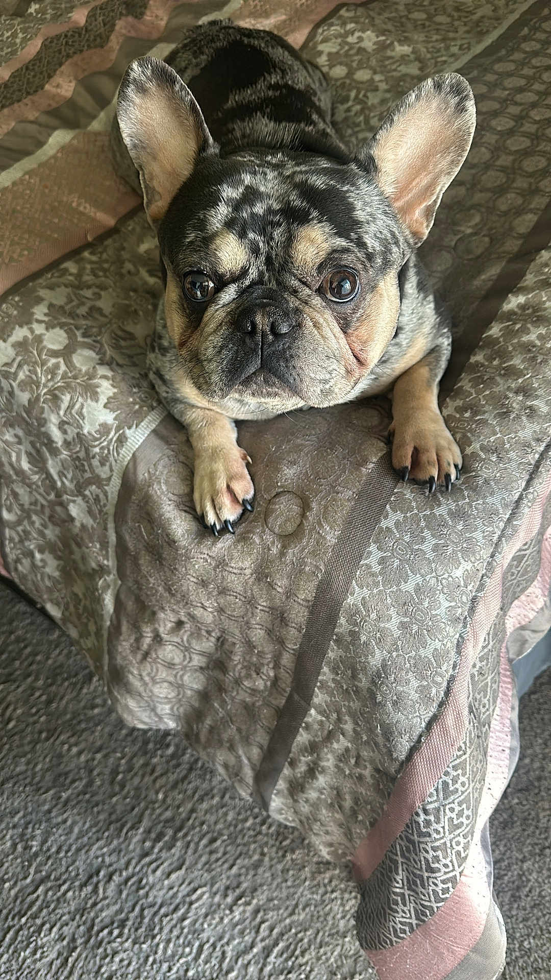 Oreo Hebert is registered to the contest to win money with this photo: dog, french_bulldog, pet, bed, blanket, fur, ears, eyes, paw, indoor, carpet, cute, animal, looking_up, resting, snout, companion, domestic_animal, portrait, small_dog
