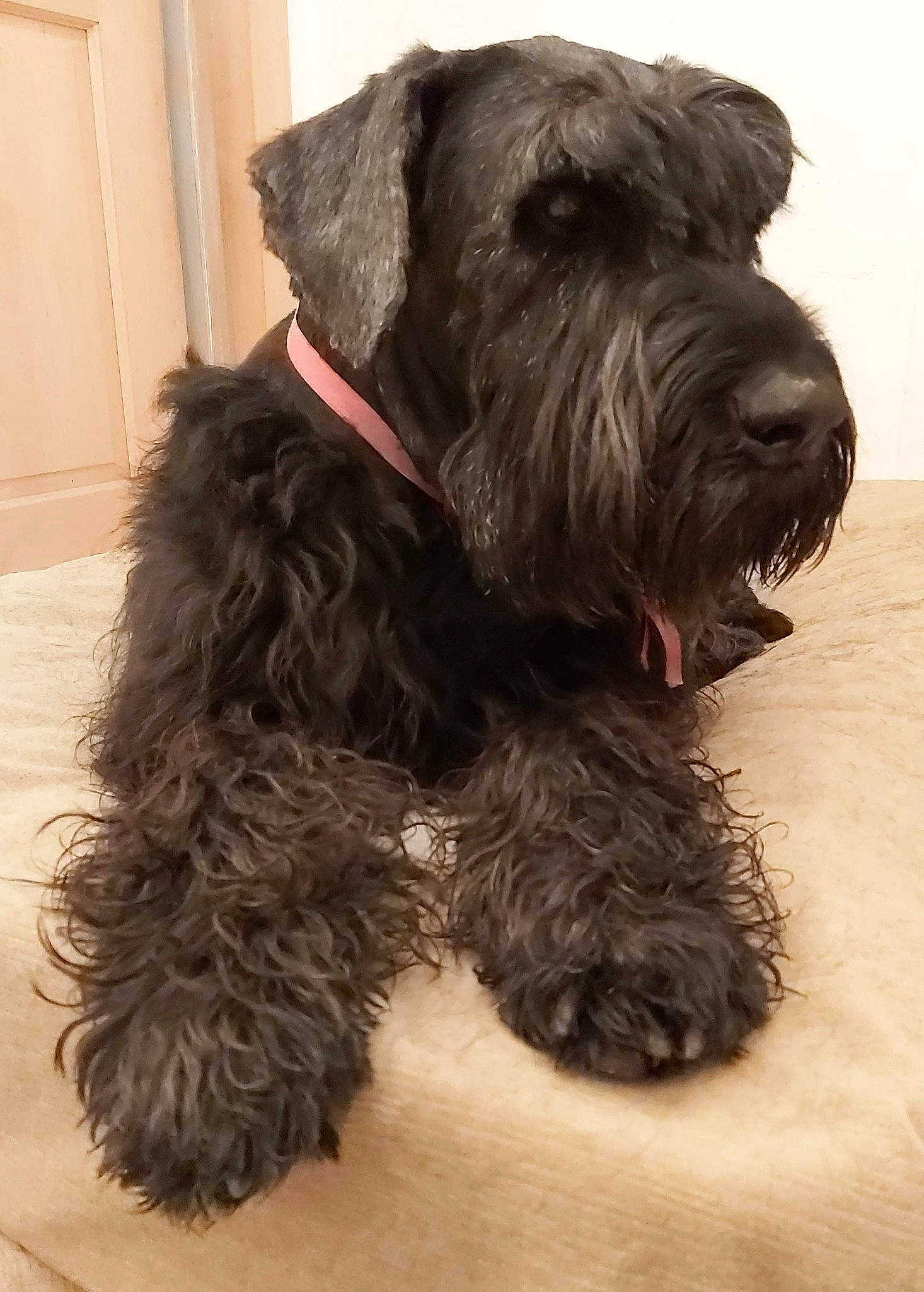 Gaïa participe au concours pour gagner de l'argent avec cette photo : canidae, carnivore, collar, companion_dog, dog, dog_breed, dog_collar, dog_supply, door, fur, liver, pudelpointer, snout, sporting_group, tail, terrier, toy_dog, water_dog, working_animal, working_dog