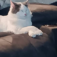 Fluff joined the competition — help win amazing prizes! cat, white_cat, feline, paw, paws, sofa, couch, upholstery, living_room, relaxed, sleepy, pet, indoor, fur, pink_nose, whiskers, ears, portrait, plush, comfortable