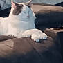 cat, white_cat, feline, paw, paws, sofa, couch, upholstery, living_room, relaxed, sleepy, pet, indoor, fur, pink_nose, whiskers, ears, portrait, plush, comfortable