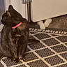 Speckles joined the competition — help win amazing prizes! cat, cats, pet, feline, dark_cat, white_cat, pink_collar, indoor, hallway, door, rug, patterned_rug, home, floor, sitting, standing, fluffy, domestic_animal, hidden_cat, portrait