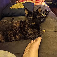Speckles joined the competition — help win amazing prizes! cat, black_cat, tortoiseshell, pet, feline, animal, couch, sofa, remote_control, living_room, indoor, relaxed, sitting, lying_down, yellow_eyes, whiskers, ears, fur, human_foot, home