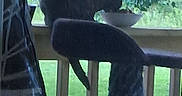 Speckles joined the competition — help win amazing prizes! cat, black_cat, animal, pet, feline, outdoor, porch, deck, railing, balcony, bowl, greenery, grass, garden, silhouette, sitting, standing, backyard, blurry_background, daylight