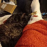 Speckles joined the competition — help win amazing prizes! cat, black_cat, sleeping, curled_up, pet, furry, animal, blanket, orange_blanket, cozy, indoors, living_room, couch, sock, foot, relaxed, nap, portrait, warm_lighting, home