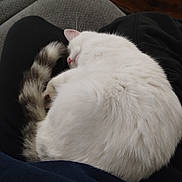 Maddie is registered to the contest to win money with this photo: cat, sleeping, white_cat, curled_up, tail, furry, pet, lap, resting, cozy, indoor, couch, black_pants, relaxation, whiskers, pink_nose, fur, domestic_cat, quiet, comfortable