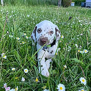 Arès a rejoint le concours — aidez-le/la à gagner de superbes lots ! puppy, dog, grass, daisy, flower, meadow, nature, outdoor, greenery, spring, cute, animal, pet, young, spotted, collar, relaxed, sunlight, field, blue_sky