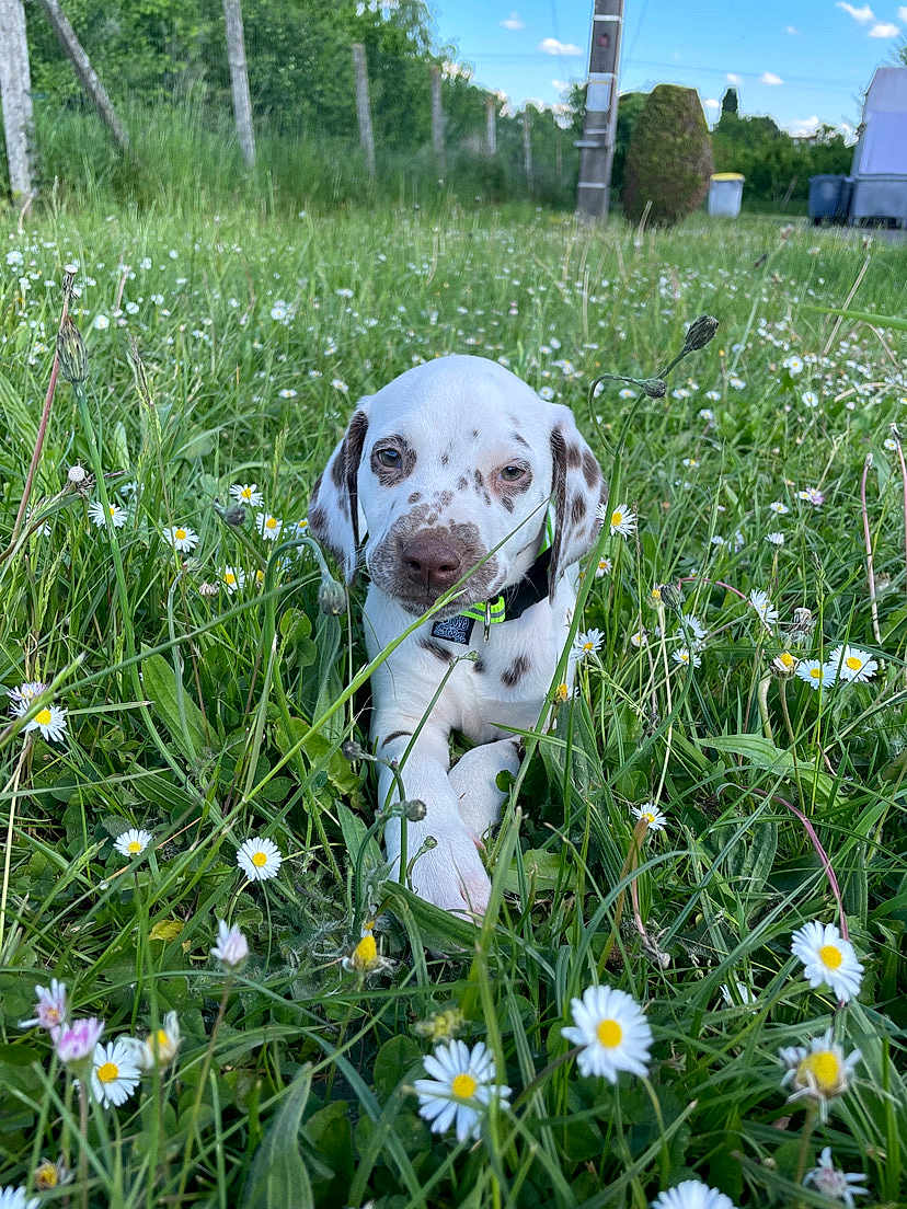 Arès a rejoint le concours — aidez-le/la à gagner de superbes lots ! puppy, dog, grass, daisy, flower, meadow, nature, outdoor, greenery, spring, cute, animal, pet, young, spotted, collar, relaxed, sunlight, field, blue_sky