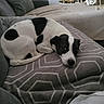 Rooky participe au concours pour gagner de l'argent avec cette photo : animal, black_and_white, blanket, companion, couch, cozy, cute, dog, domestic_animal, fur, furniture, home, indoor, laying_down, living_room, pet, pillow, relaxing, resting, sleepy