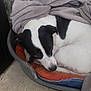 Rooky participe au concours pour gagner de l'argent avec cette photo : animal, bed, blanket, bulldog, canine, couch, dog, furniture, homedecor, hound, husky, labradorretriever, laundry, linen, person, pet, pointer, puppy, sleeping, towel