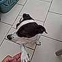 animal, black_and_white, brown, canine, close_up, dog, domestic, floor_tile, friendship, human_hand, indoor, interaction, laundry_basket, nail, paw, pet, skin, tile_grout, tiled_floor, white