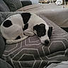 Rooky a rejoint le concours — aidez-le/la à gagner de superbes lots ! animal, black_and_white, blanket, blanket_pattern, canine, comfort, couch, dog, domestic_animal, fur, furniture, home, indoor, living_room, pattern, pet, relaxed, resting, seated, soft