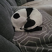 Rooky participe au concours pour gagner de l'argent avec cette photo : animal, black_and_white, blanket, canine, comfortable, couch, cozy, curled_up, dog, domestic, furniture, home, indoor, nap, pattern, pet, quiet, relaxation, resting, sleeping