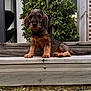 Aloha a rejoint le concours — aidez-le/la à gagner de superbes lots ! puppy, dog, dachshund, pet, outdoor, wooden_steps, grass, greenery, garden, cute, animal, canine, young_dog, sitting, looking, fur, ears, snout, nature, daylight
