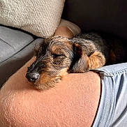 Aloha a rejoint le concours — aidez-le/la à gagner de superbes lots ! puppy, dog, sleeping, resting, knee, human_leg, hairy_skin, couch, pillow, furniture, indoor, close_up, brown_fur, black_fur, pet, relaxation, comfort, natural_light, casual, soft_texture