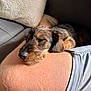 black_fur, brown_fur, casual, close_up, comfort, couch, dog, furniture, hairy_skin, human_leg, indoor, knee, natural_light, pet, pillow, puppy, relaxation, resting, sleeping, soft_texture