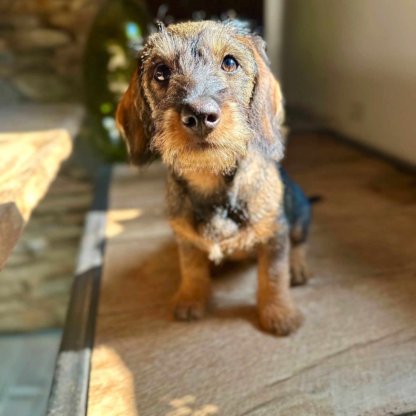 Aloha participe au concours pour gagner de l'argent avec cette photo : adorable, animal, blurry_background, brown, close_up, companion, curious, cute, dachshund, dog, fur, indoor, looking_up, pet, portrait, puppy, small_dog, sunlight, wire_haired, wooden_surface