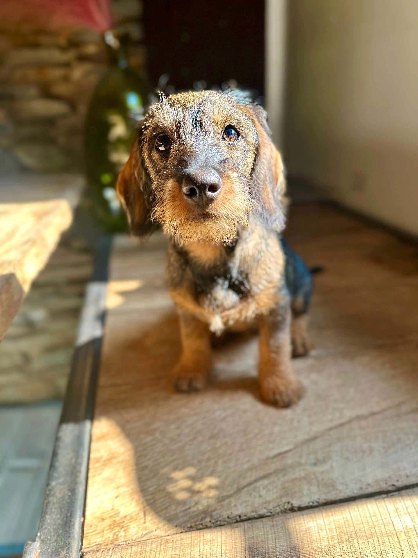 Aloha participe au concours pour gagner de l'argent avec cette photo : dog, puppy, wire_haired, dachshund, pet, indoor, wooden_surface, sunlight, brown, fur, close_up, cute, animal, looking_up, blurry_background, curious, small_dog, portrait, companion, adorable