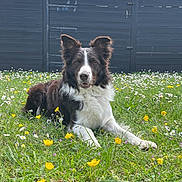 Thaïgo a rejoint le concours — aidez-le/la à gagner de superbes lots ! animal, border_collie, canine, dog, ears, fence, fluffy, grass, greenery, lying_down, muzzle, nature, outdoor, pets, portrait, summer, trees, white_flowers, wildflowers, yellow_flowers