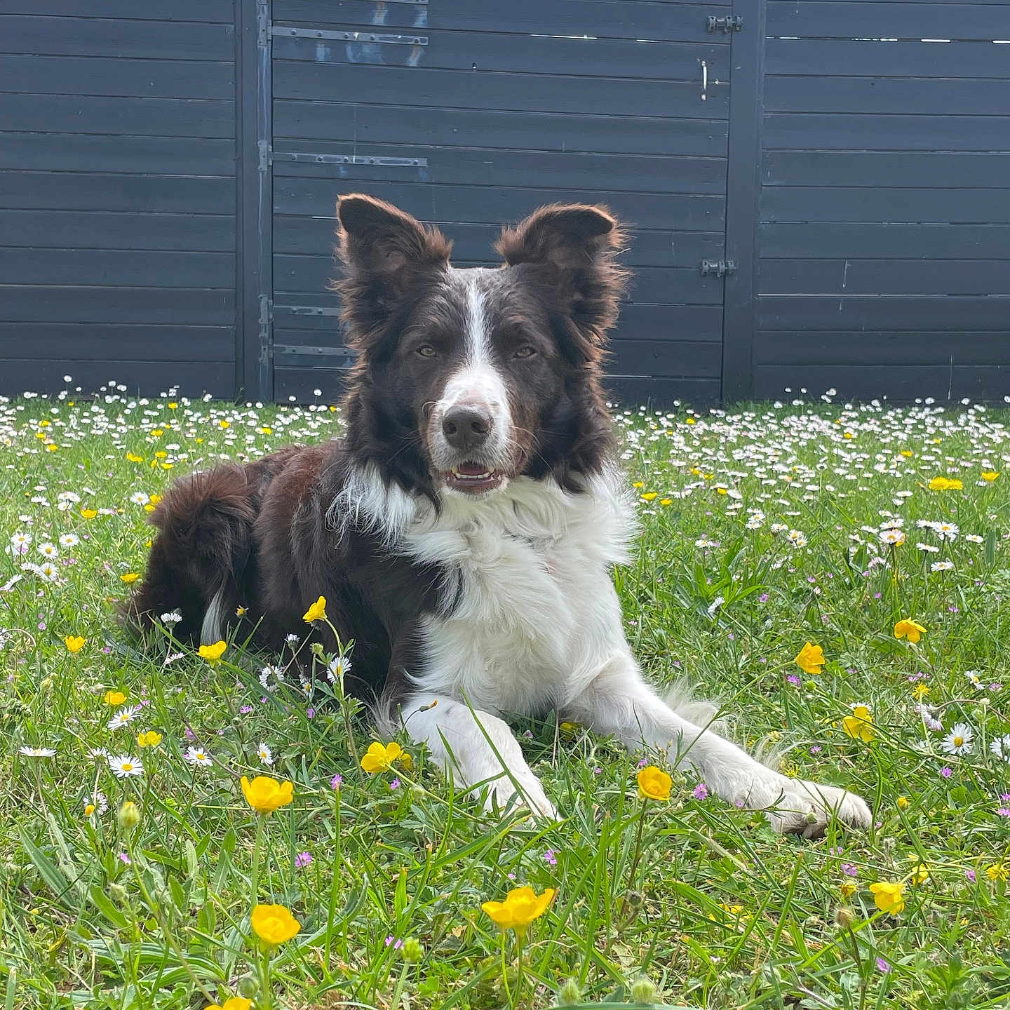 Thaïgo a rejoint le concours — aidez-le/la à gagner de superbes lots ! animal, border_collie, canine, dog, ears, fence, fluffy, grass, greenery, lying_down, muzzle, nature, outdoor, pets, portrait, summer, trees, white_flowers, wildflowers, yellow_flowers