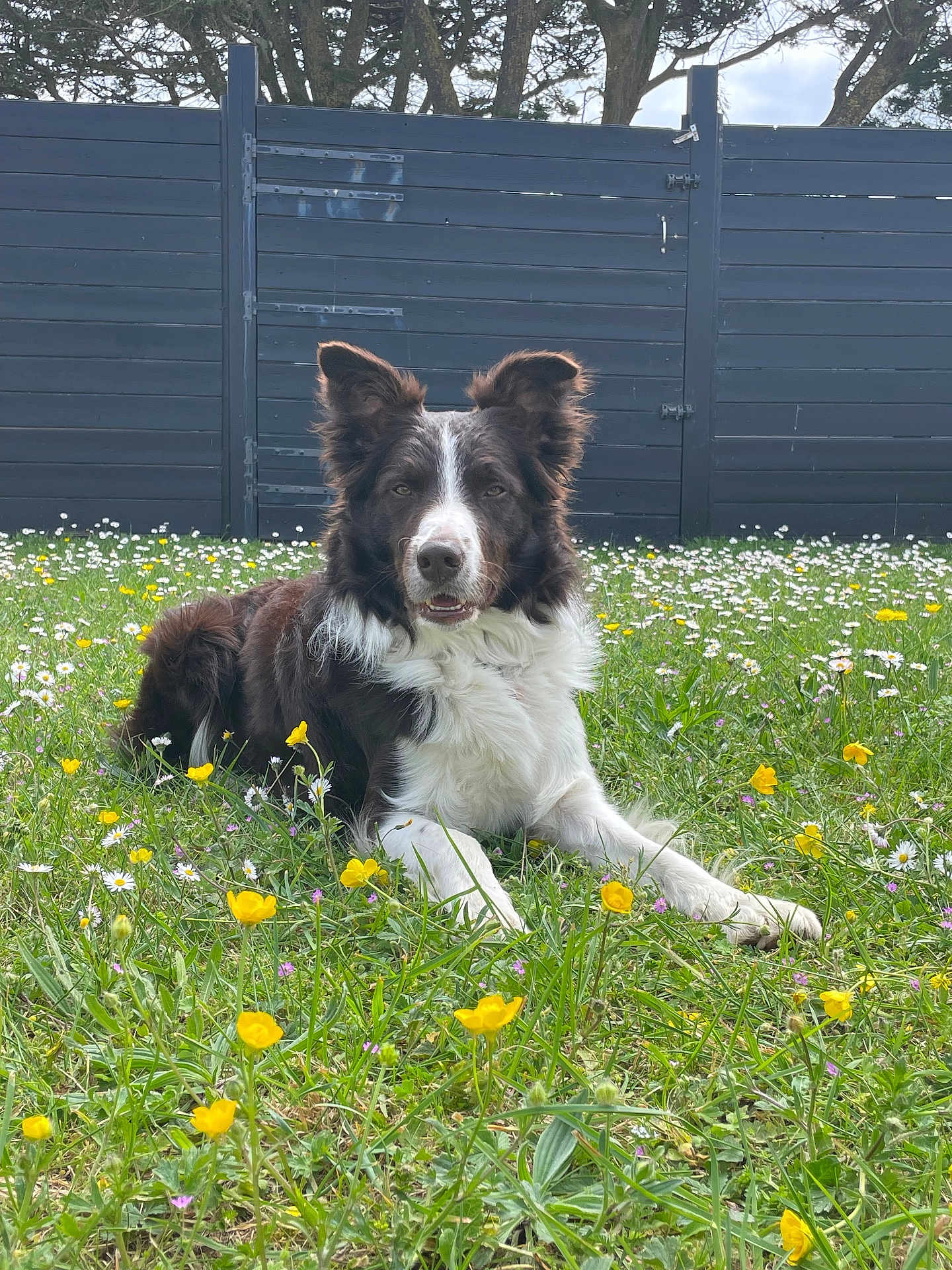 Thaïgo a rejoint le concours — aidez-le/la à gagner de superbes lots ! animal, border_collie, canine, dog, ears, fence, fluffy, grass, greenery, lying_down, muzzle, nature, outdoor, pets, portrait, summer, trees, white_flowers, wildflowers, yellow_flowers