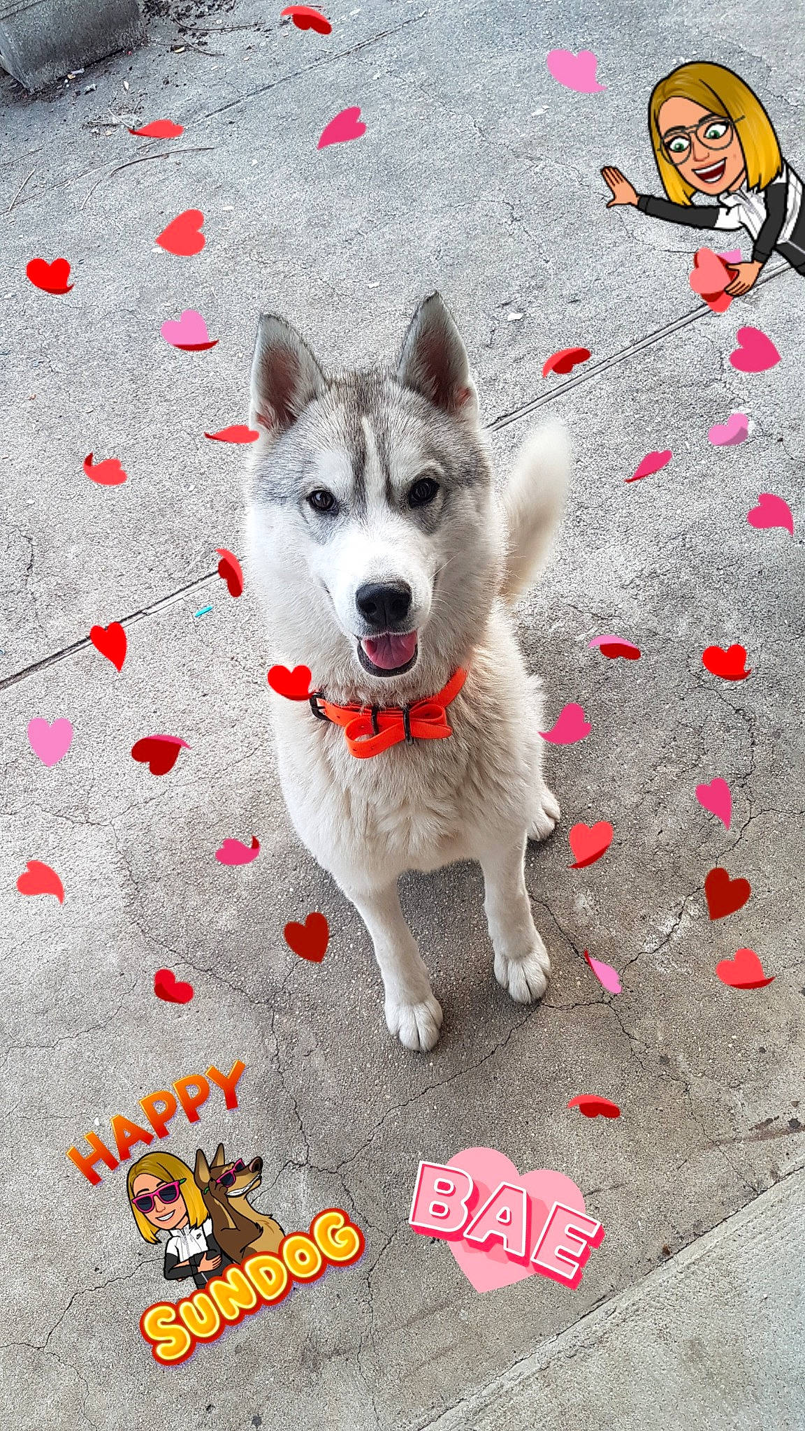 Malya a rejoint le concours — aidez-le/la à gagner de superbes lots ! akita, alaskan_klee_kai, alaskan_malamute, ancient_dog_breeds, canadian_eskimo_dog, canidae, carnivore, dog, dog_breed, headwear, joy, leash, mammal, northern_inuit_dog, person, rare_breed_dog, sakhalin_husky, siberian_husky, sled_dog, tail