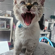 Stanley joined the competition — help win amazing prizes! kitten, cat, pet, mouth_open, teeth, whiskers, blue_collar, bell, fur, indoor, shelf, blurred_background, playful, close_up, animal, cute, young, feline, tongue, domestic