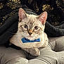 Stanley joined the competition — help win amazing prizes! cat, blue_bow_tie, grey_cushion, black_blanket, golden_leaf_pattern, indoor, pet, feline, close_up, curious, relaxed, soft_texture, whiskers, ears, sitting, cute, domestic_cat, animal, cozy, portrait