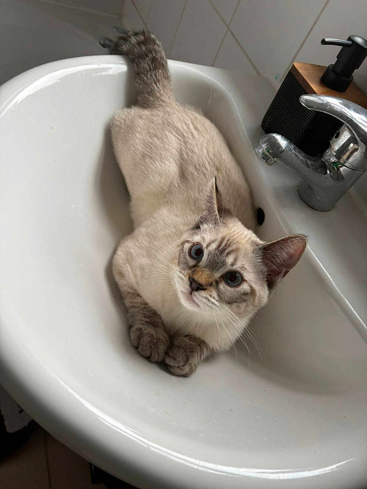 Stanley joined the competition — help win amazing prizes! cat, sink, bathroom, faucet, soap_dispenser, curious, blue_eyes, white, gray, fur, domestic_animal, pet, indoor, tile_wall, relaxed, cute, whiskers, ears, tail, animal