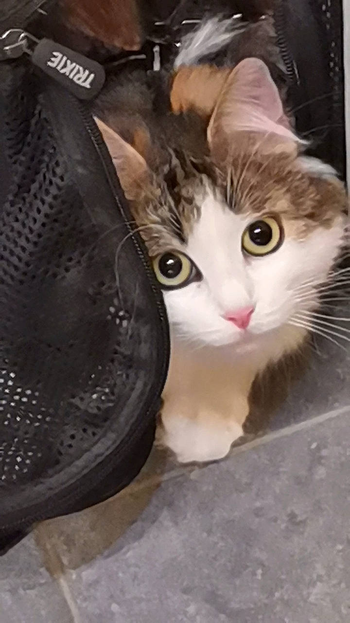 Kototo a rejoint le concours — aidez-le/la à gagner de superbes lots ! automotive_tire, box, carnivore, cat, curious, domestic_short_haired_cat, eye, fawn, felidae, fur, metal, paw, photo_caption, small_to_medium_sized_cats, snout, tail, whiskers