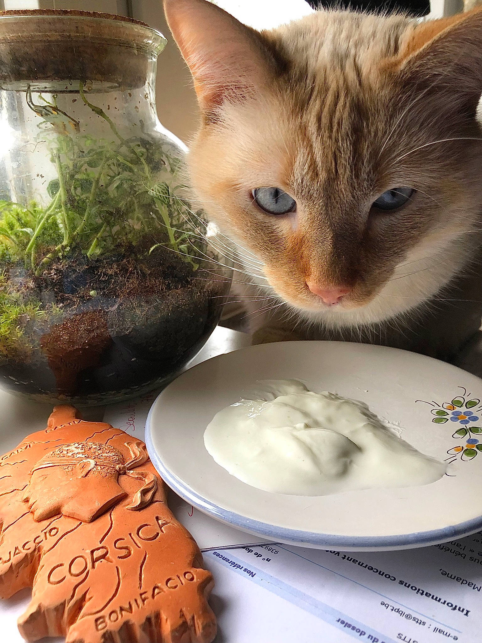 Zesprit participe au concours pour gagner de l'argent avec cette photo : carnivore, cat, cat_supply, ceramic, cuisine, cup, dishware, drinkware, earthenware, felidae, food, ingredient, plate, platter, porcelain, pottery, serveware, small_to_medium_sized_cats, tableware, whiskers