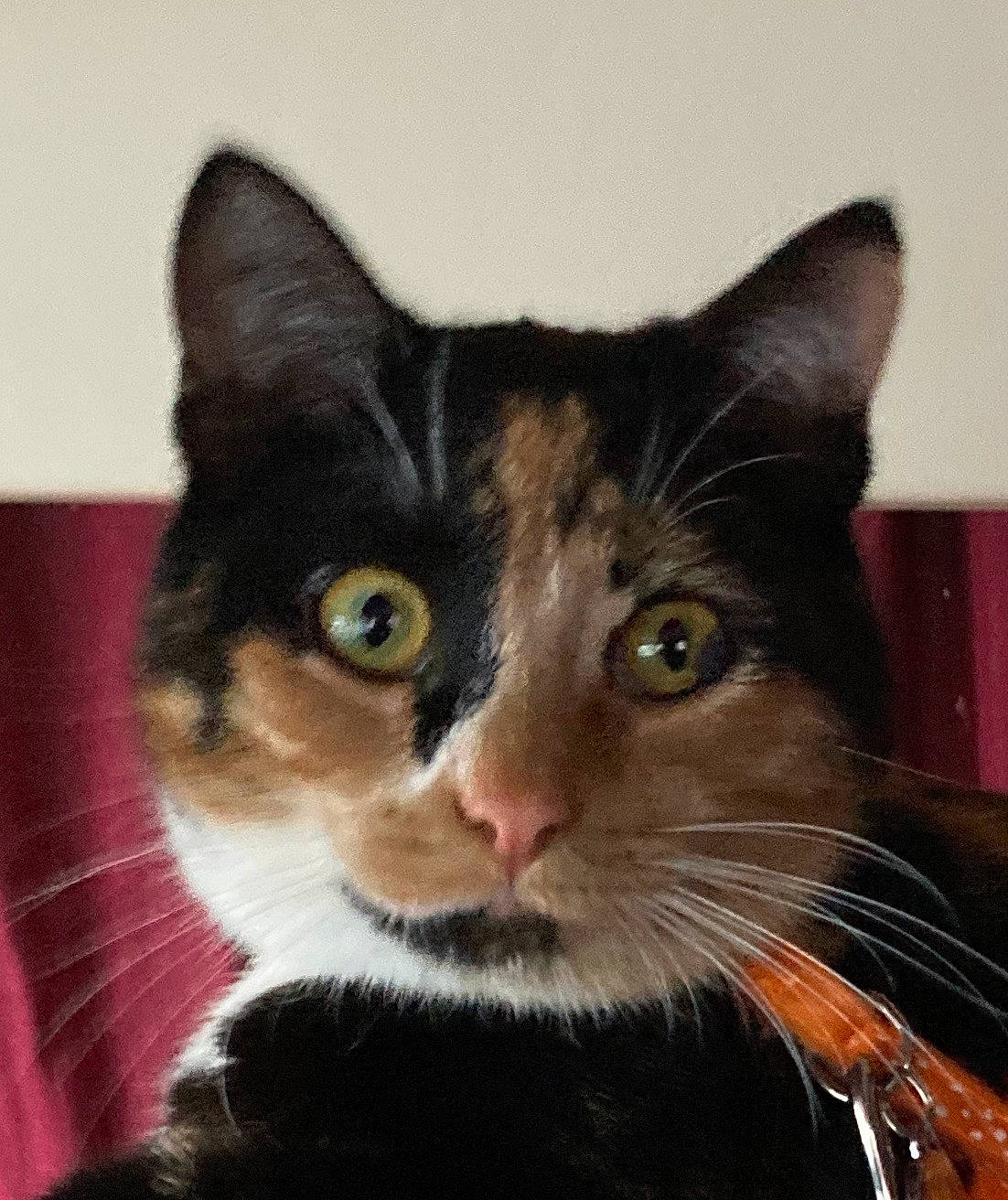 Bagheera participe au concours pour gagner de l'argent avec cette photo : box, carnivore, cat, domestic_short_haired_cat, ear, eye, felidae, fur, head, iris, small_to_medium_sized_cats, snout, tail, whiskers