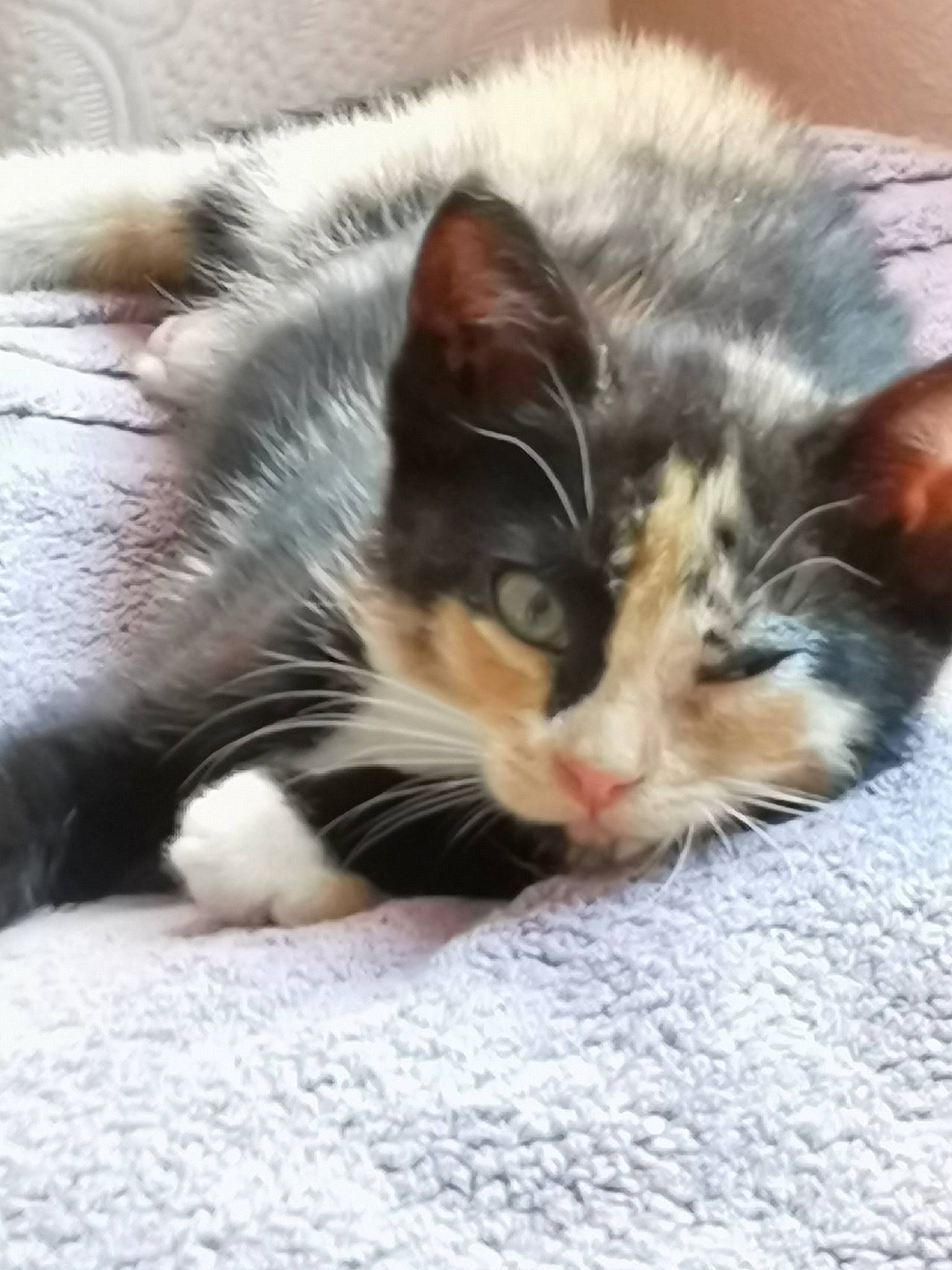 Bagheera a rejoint le concours — aidez-le/la à gagner de superbes lots ! carnivore, cat, claw, comfort, domestic_short_haired_cat, felidae, fur, nap, paw, sleep, small_to_medium_sized_cats, snout, tail, whiskers