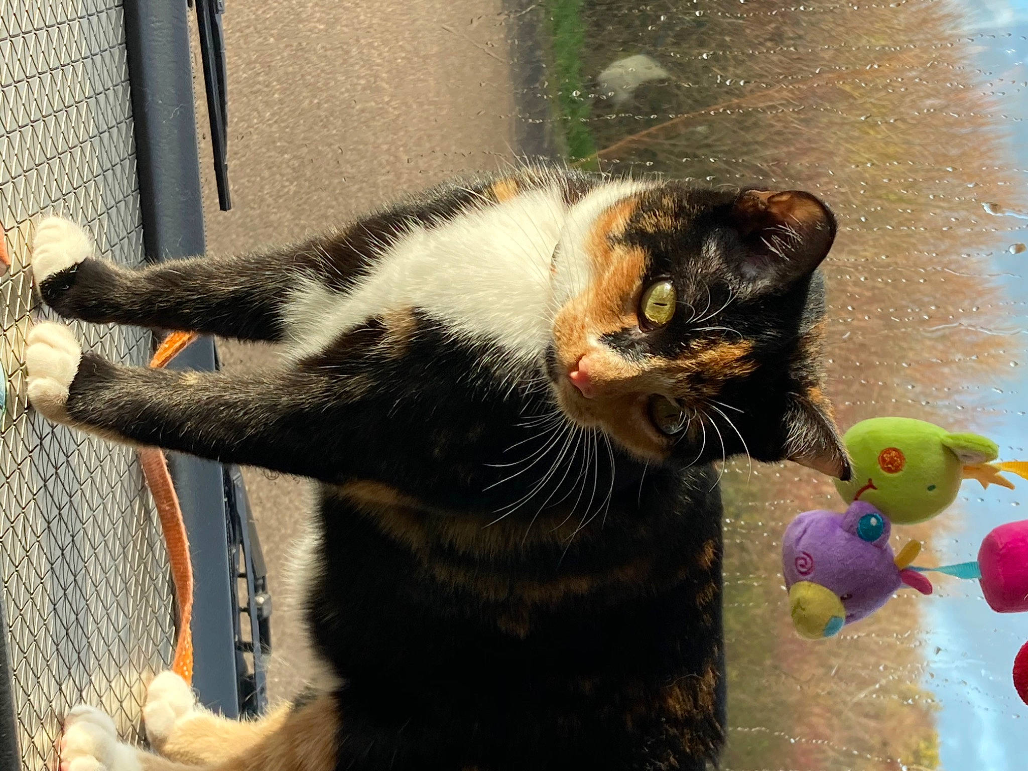Bagheera participe au concours pour gagner de l'argent avec cette photo : carnivore, cat, claw, domestic_short_haired_cat, felidae, fur, mammal, organism, paw, plant, small_to_medium_sized_cats, snapshot, snout, tail, terrestrial_animal, toy, vertebrate, whiskers, window, windshield