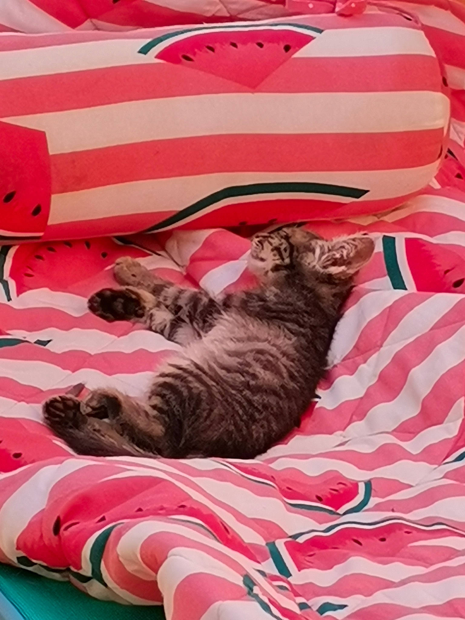 Bagheera participe au concours pour gagner de l'argent avec cette photo : carmine, carnivore, cat, cat_bed, comfort, domestic_short_haired_cat, felidae, fur, grey, linens, mammal, nap, pattern, pink, room, small_to_medium_sized_cats, tail, textile, vertebrate, whiskers