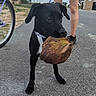 dog, black_dog, leaf, leash, person, shorts, sneakers, road, bicycle, wheel, sky, clouds, sidewalk, residential_area, portable_toilet, grass, outdoor, daytime, animal, pet