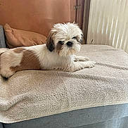 Saia a rejoint le concours — aidez-le/la à gagner de superbes lots ! brown, couch, cozy, cute, dog, domestic_animal, fluffy, fur, furniture, home, indoor, laying_down, pet, radiator, relaxed, resting, small_dog, towel, wall, white