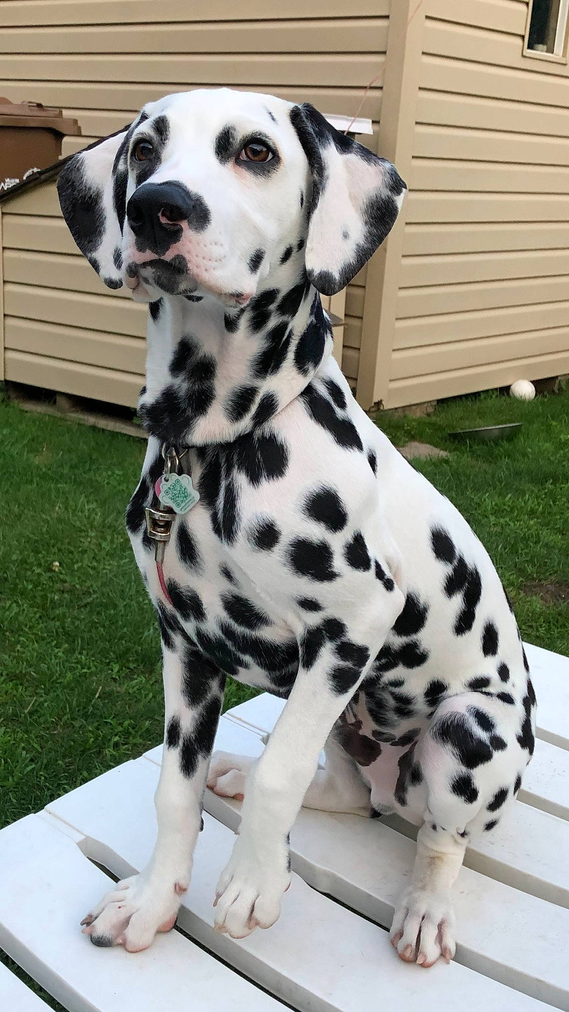 Eddy a rejoint le concours — aidez-le/la à gagner de superbes lots ! canidae, carnivore, companion_dog, dalmatian, dog, dog_breed, fawn, mammal, non_sporting_group, snout, sporting_group, vertebrate